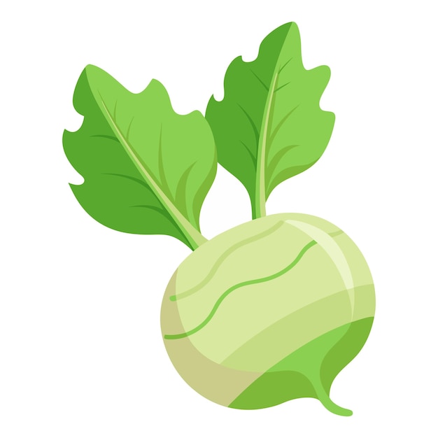 Kohlrabi warzywo do gotowania posiłków jasny element wyizolowany na białym dla projektu