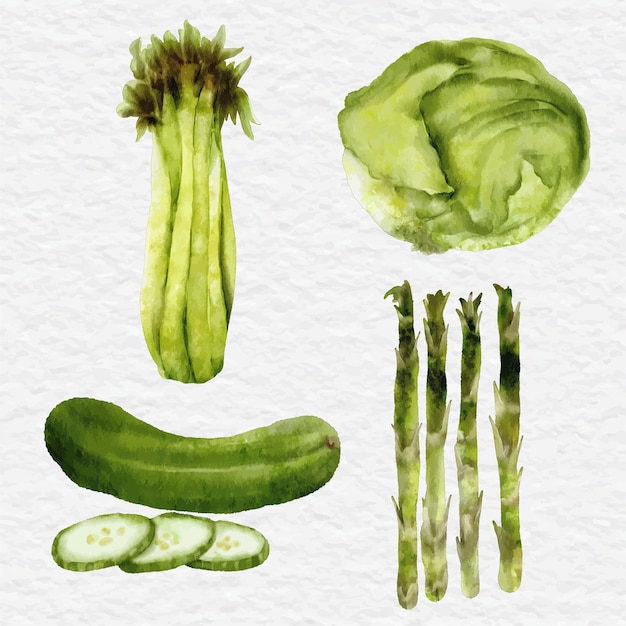 Plik wektorowy kolekcja akwarela zielonych warzyw clip art