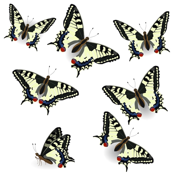 Kolekcja Butterfly. Realistyczny Paziowatych. Ilustracja Na Białym Tle Na Czystym Tle.