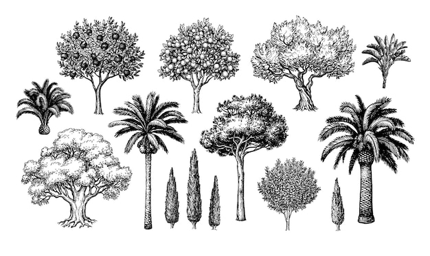 Kolekcja Drzew śródziemnomorskich. Szkice Tuszem W Stylu Vintage.