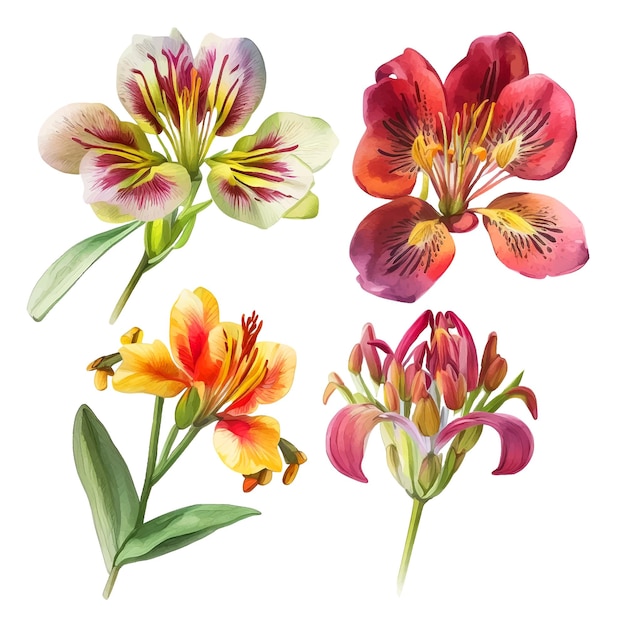 Kolekcja Farb Akwarelowych Alstroemeria Kwiat