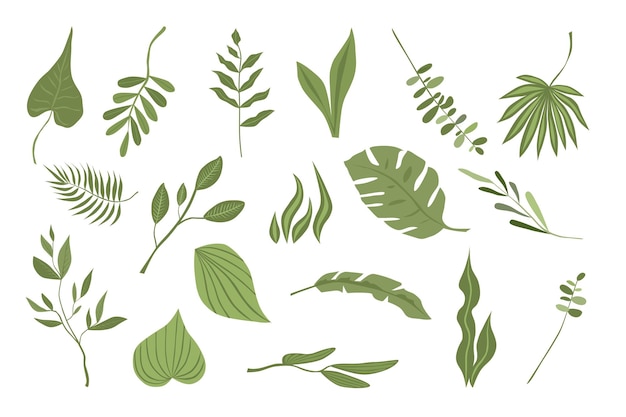 Kolekcja ilustracji wektorowych zielone rośliny i gałęzie do kompozycji i projektowania Pojedynczo na białym tle Ilustracja mody w zestawie trendów