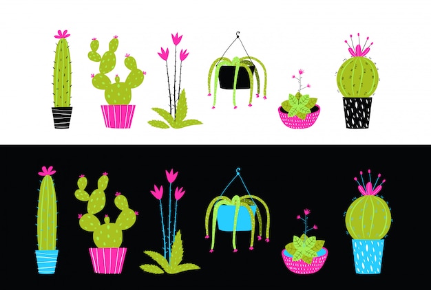 Kolekcja Kaktusów Kaktusów I Soczystych Kwiatów.