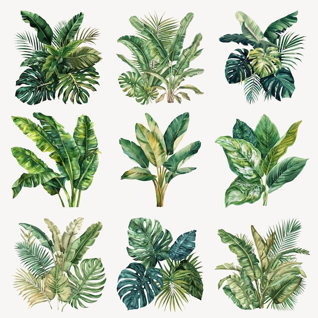 Kolekcja natury botanicznej liści tropikalnych