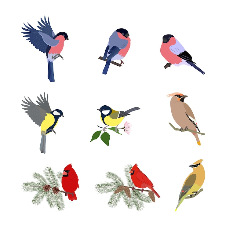 Wektor kolekcja ptaków leśnych gil titmouse kardynał jemiołucha na białym, izolowanym tle ilustracji wektorowych
