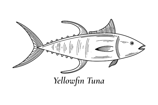 Plik wektorowy kolekcja tuńczyka żółtopłetwego zdrowy styl życia pyszne jedzenie ilustracji wektorowych