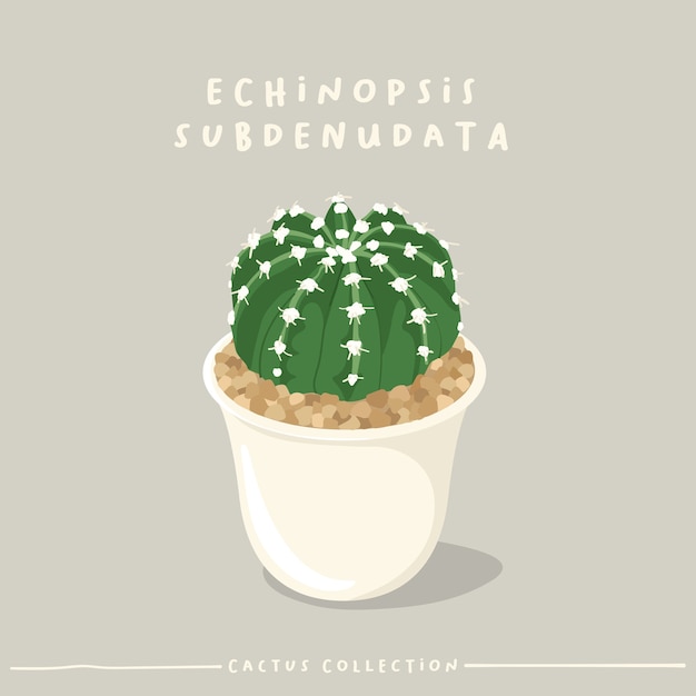Kolekcja Typu Kaktus. Kaktus W Białym Małym Garnku Na Białym Tle Na Beżowym Tle.