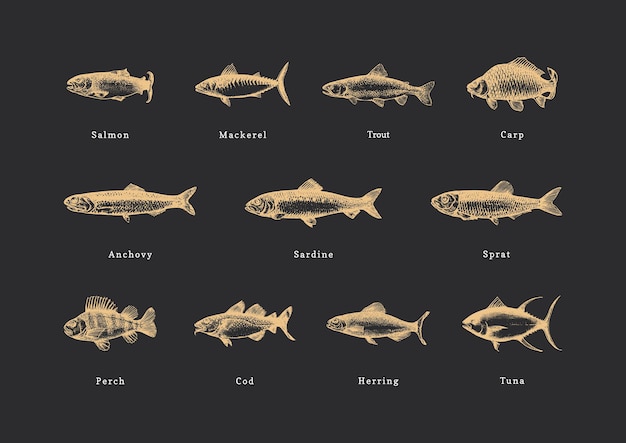 Kolekcja Vintage Ryb W Wektorze Zestaw Rysunkowy