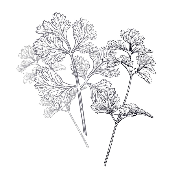 Plik wektorowy kolendra lub kolendra ilustracja pachnących ziół ogrodowych