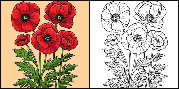 Kolorowa Ilustracja Kwiat Maku Kukurydzy