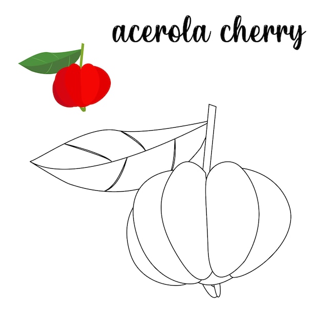 Kolorowanka, Kolorowanka Wiśnia Acerola