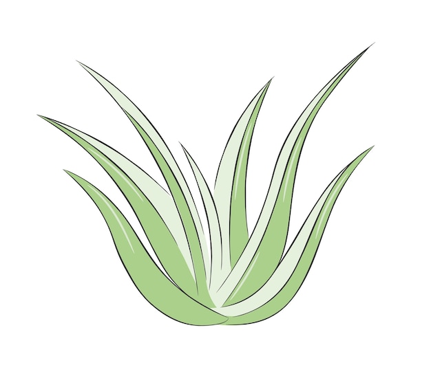 Kolorowe Ręcznie Rysowane Krzew Aloesu. Aloe Vera Roślina Rysunek W Stylu Bazgroły. Ilustracja Wektorowa Na Białym Tle