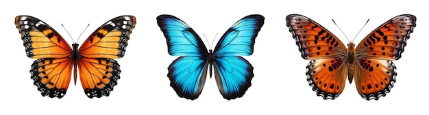 Kolorowy motyl na białym tle na biały obiekt clipart
