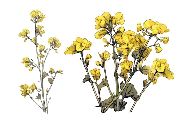 Plik wektorowy kolorowy żółty kwiat rzepaku i niepomalowany zarysowany szkic rzepaku roślina natura botaniczny ozdobny zbiór ilustracji wektorowych na białym tle kolekcja tropikalnych liści zestaw