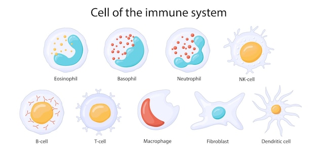 komórki układu odpornościowego leukocyty lub krwinki białe eozynofile neutrofile bazofile makrofagi fibroblasty i komórki dendrytyczne