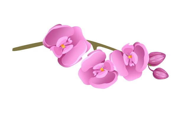 Plik wektorowy koncepcja dżungli botaniki roślin oddział kwiat tej ilustracji przedstawia różowy storczyk renderowane
