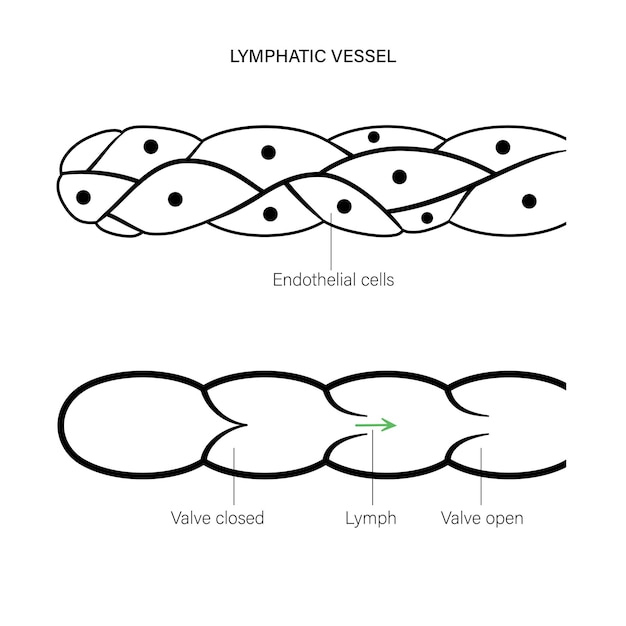 Plik wektorowy koncepcja naczyń limfatycznych