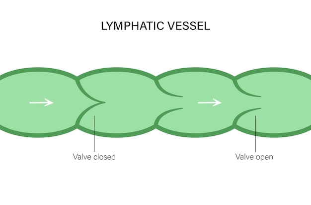 Plik wektorowy koncepcja naczyń limfatycznych