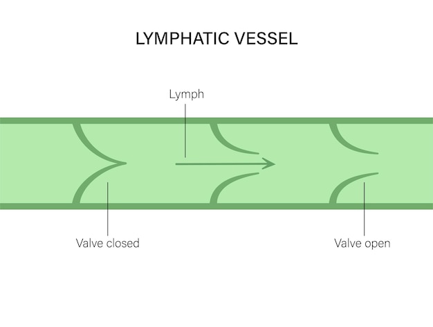 Plik wektorowy koncepcja naczyń limfatycznych