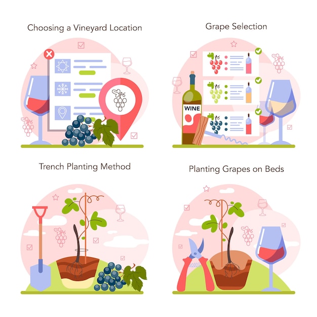 Plik wektorowy koncepcja produkcji wina zestaw selekcji i uprawy winorośli