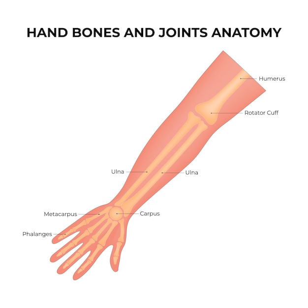 Kości i stawy Anatomia dłoni Humerus Rotator Cuff Ulna Carpus Metacarpus Phalanges Vector