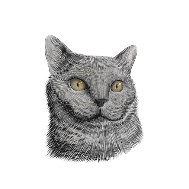Kot Rasy Brytyjski Krótkowłosy Twarz, Kolorowy Rysunek Szkic Wektor. Ręcznie Rysowane Zwierzę, Zbliżenie Zwierząt