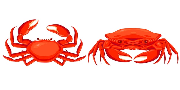 Krab na białym tle Wektor eps 10 wektor kraba na tle koloru piasku