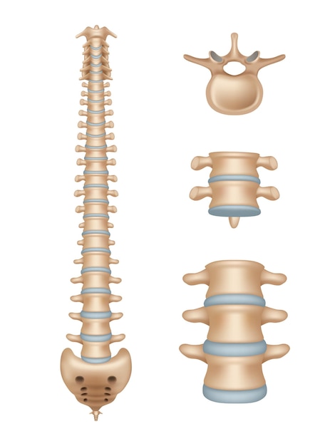 Plik wektorowy kręgosłup realistyczne ilustracje medyczne segmentów kręgosłupa anatomia przyzwoitych ilustracji szablonów medycznych wektorowych