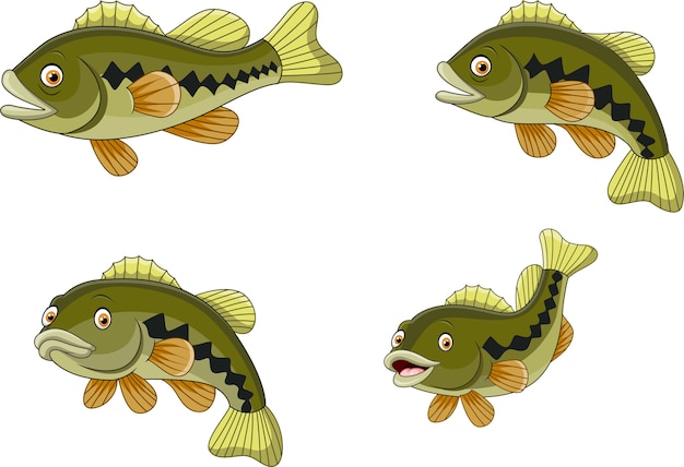 Plik wektorowy kreskówka śmieszna bas ryba kolekcja odizolowywająca