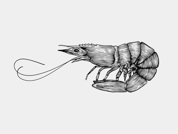 Plik wektorowy krewetki owoce morza grawerowanie ilustracji szkicu