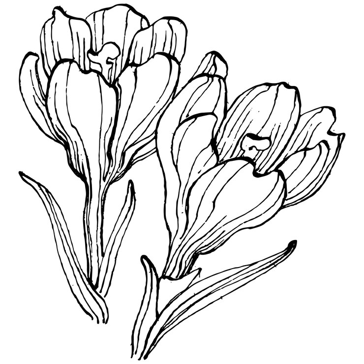 Krokus kwiat, grawerowanie vintage ilustracji