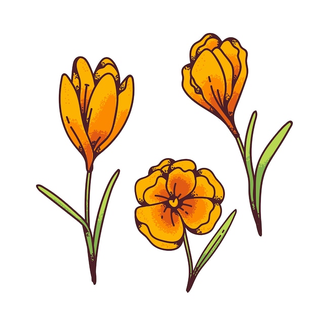 Krokusy żółte Kwiaty Wiosenne Pierwiosnki Zestaw Do Projektowania Kartkę Z życzeniami. Ilustracja Kontur Szkicu