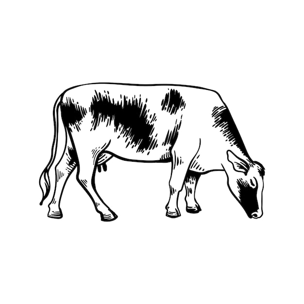 Krowa Pasąca Ikona Linii Na Białym Tle Mleko Lub Mięso Wołowe Rolnictwo Produkty Mleczne