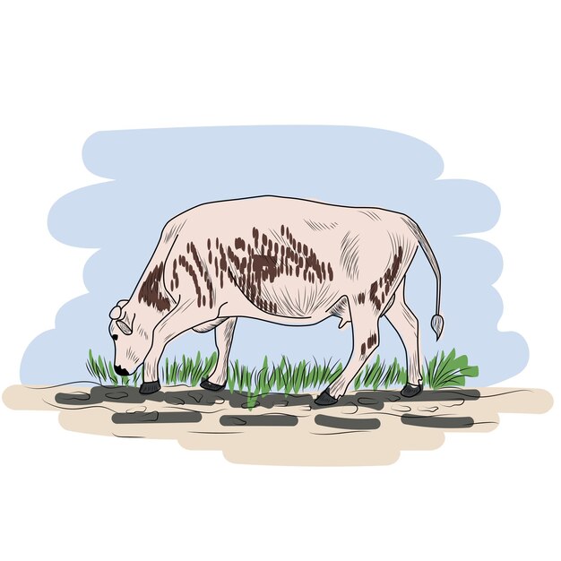 Krowa Ręcznie Rysowane W Stylu Graficznym Vintage Grawerowanie Ilustracji Dla Sieci Plakatów