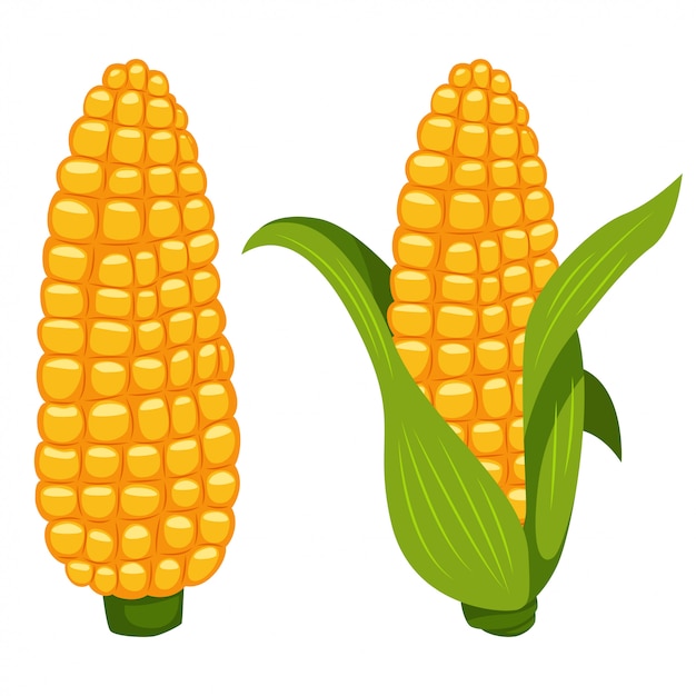 Plik wektorowy kukurydza kolb wektor kreskówka płaskie ikona warzyw na białym tle.