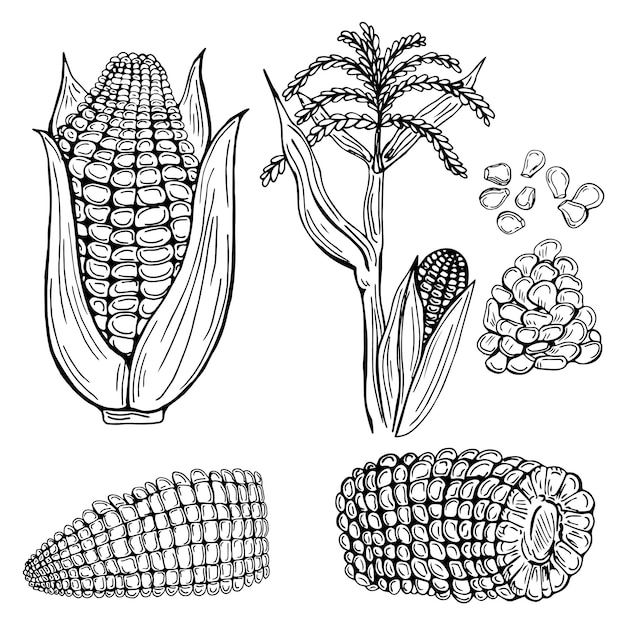 Kukurydza Ręcznie Rysowane Wektor Zestaw Ilustracji. Obiekt Na Białym Tle Warzyw Grawerowane Stylu.
