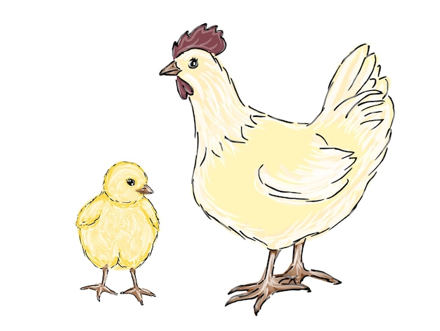 Kurczaki płaskie wektor ilustracja Wielokolorowe pisklęta kury kreskówka na białym tle elementy projektu z konspektem Produkcja mięsa kurczaka Hodowla ptaków Hodowla drobiu
