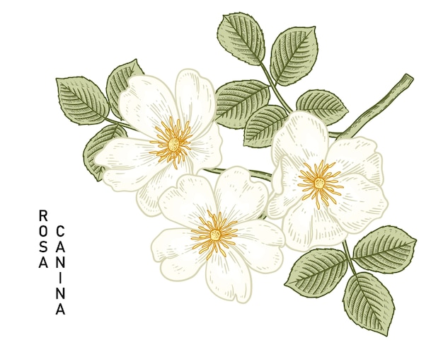 Plik wektorowy kwiat białej róży (rosa canina) ręcznie rysowane ilustracje botaniczne.