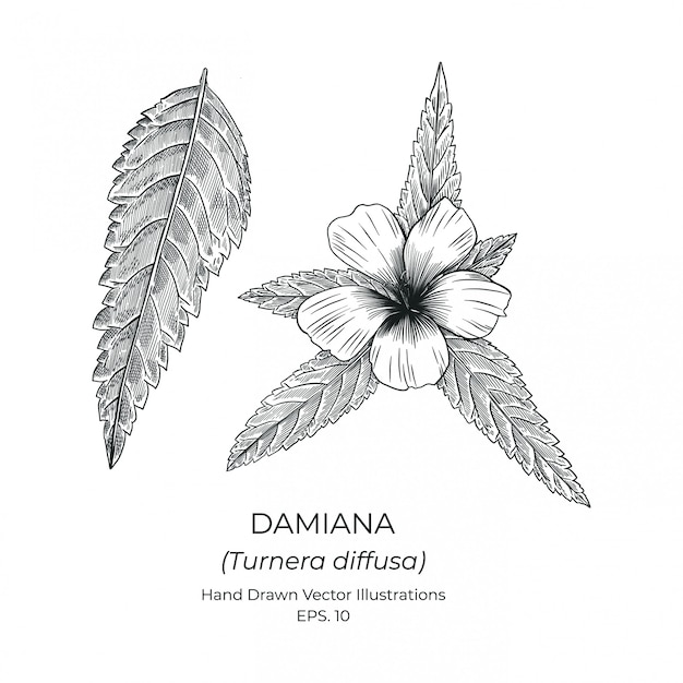 Kwiat Damiana