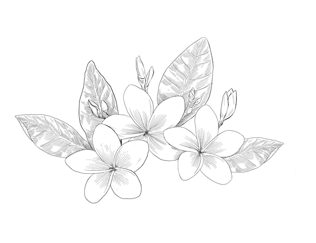 Plik wektorowy kwiat frangipani