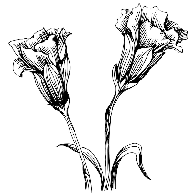 Kwiat goździka Kwiatowy kwiat botaniczny Odosobniony element ilustracji Ręka wektora rysunek Dziki kwiat dla tekstury tła otoki wzór ramki lub obramowania