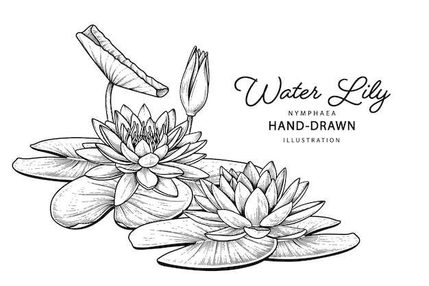 Kwiat lilii wodnej ręcznie rysowane ilustracje botaniczne.