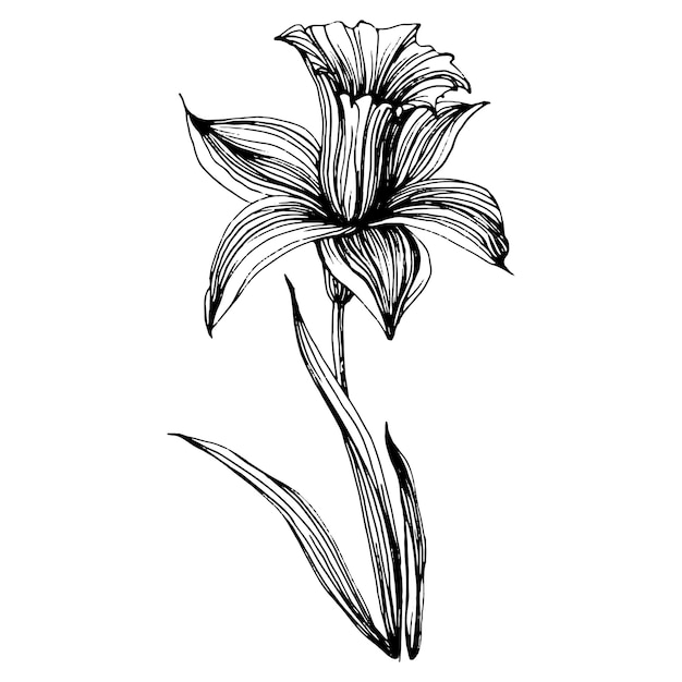 Plik wektorowy kwiat narcyza na białym tle