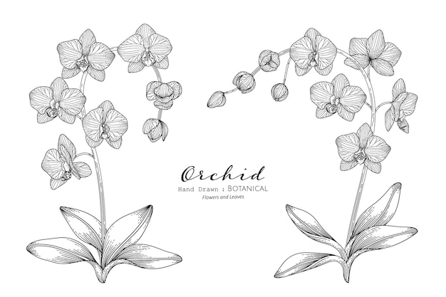Kwiat orchidei i liść ręcznie rysowane ilustracja botaniczna z grafiką.
