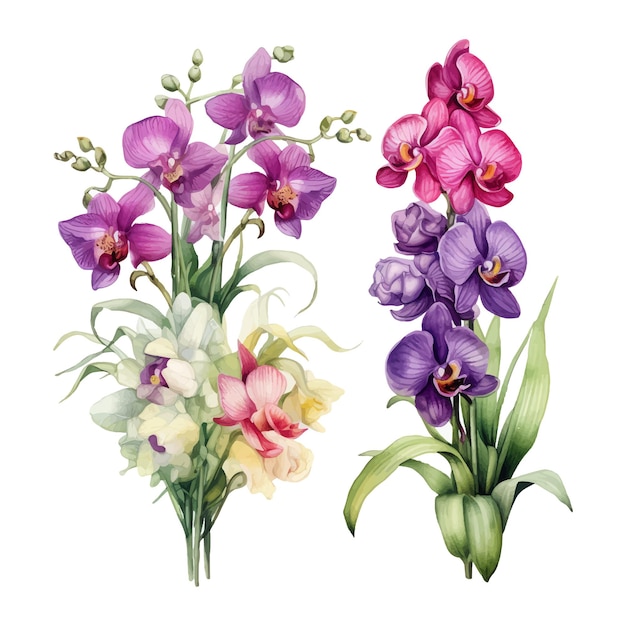 kwiat orchidei zestaw ilustracji akwarela