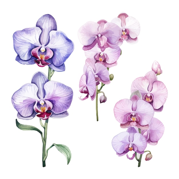 kwiat orchidei zestaw ilustracji akwarela