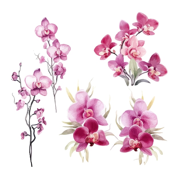 Plik wektorowy kwiat orchidei zestaw ilustracji akwarela
