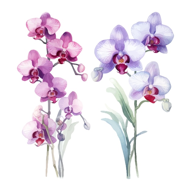 kwiat orchidei zestaw ilustracji akwarela