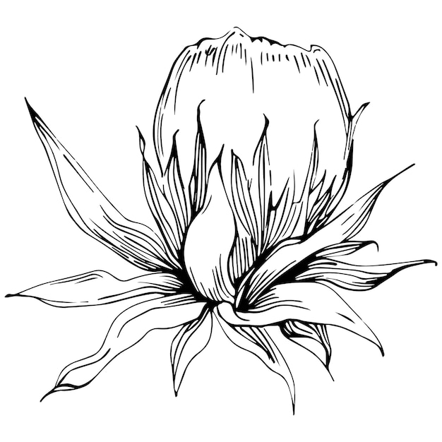 Kwiat Ostu Ręcznie Rysunek Czarno-biały Clipart Na Białym Tle