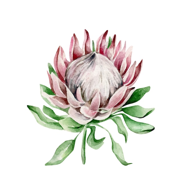 Kwiat Protea